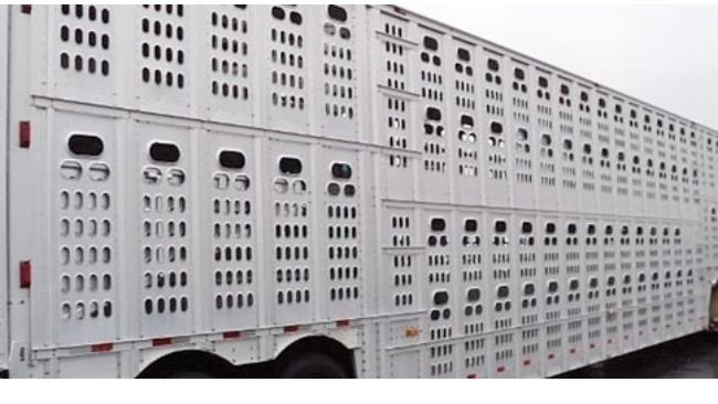 Live animal transport in the EU under review - Swine news - pig333, pig to pork community Live animal transport in the EU under review - Swine news - pig333, pig to pork community