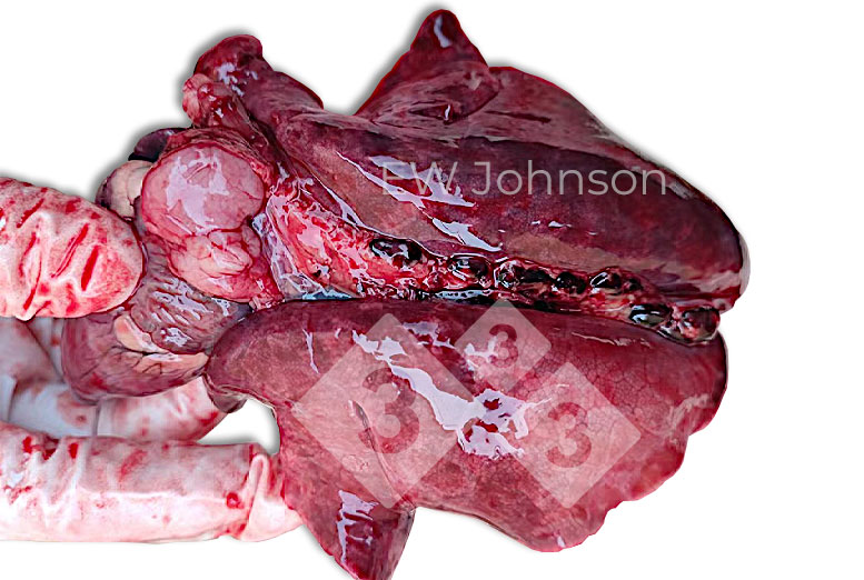 Figure 2.&nbsp;Rubbery lungs with enlarged hemorrhagic pulmonary lymphnodes
