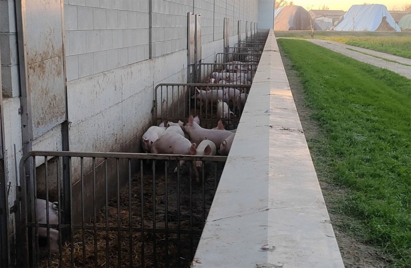 Photo 5. Outside space of the finishing barn.