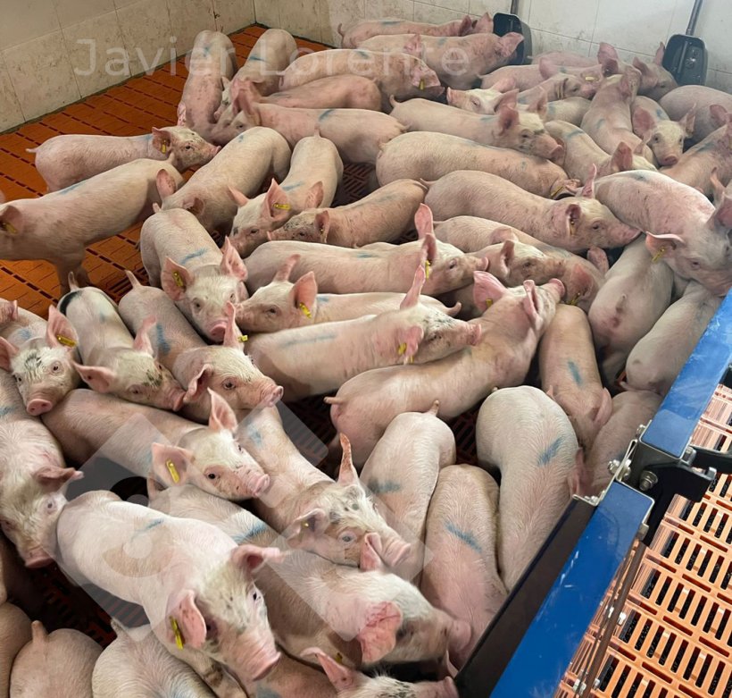 Photo 6. Newly arrived, unseparated piglets. The overstocking of animals causes a high level of stress.

