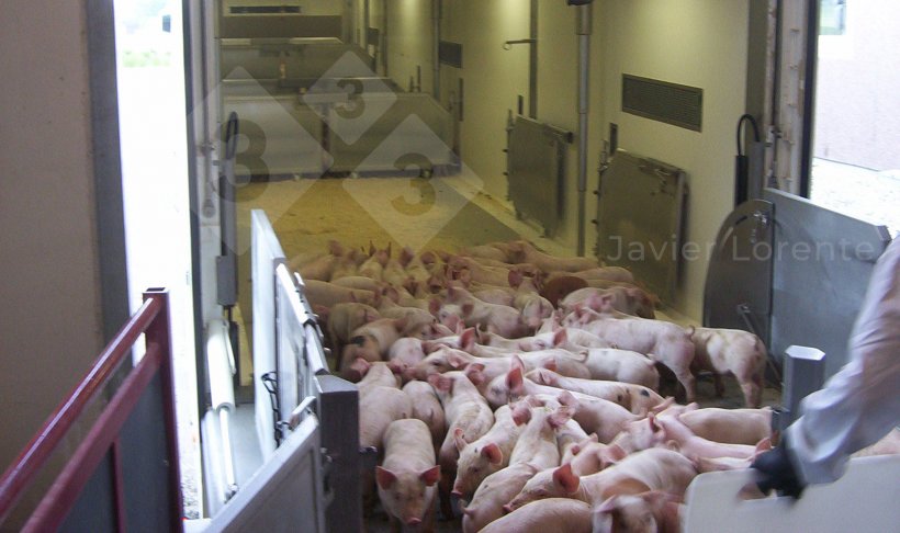 Photo 4. Piglets being loaded onto the truck. Truck prepared, conditioned, and closed to prevent cold and drafts blowing on the piglets.
