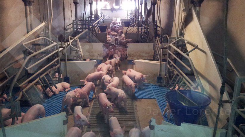 Photo 1. Leaving weaned piglets in the farrowing room for several days reduces the stress of the weaning process.
