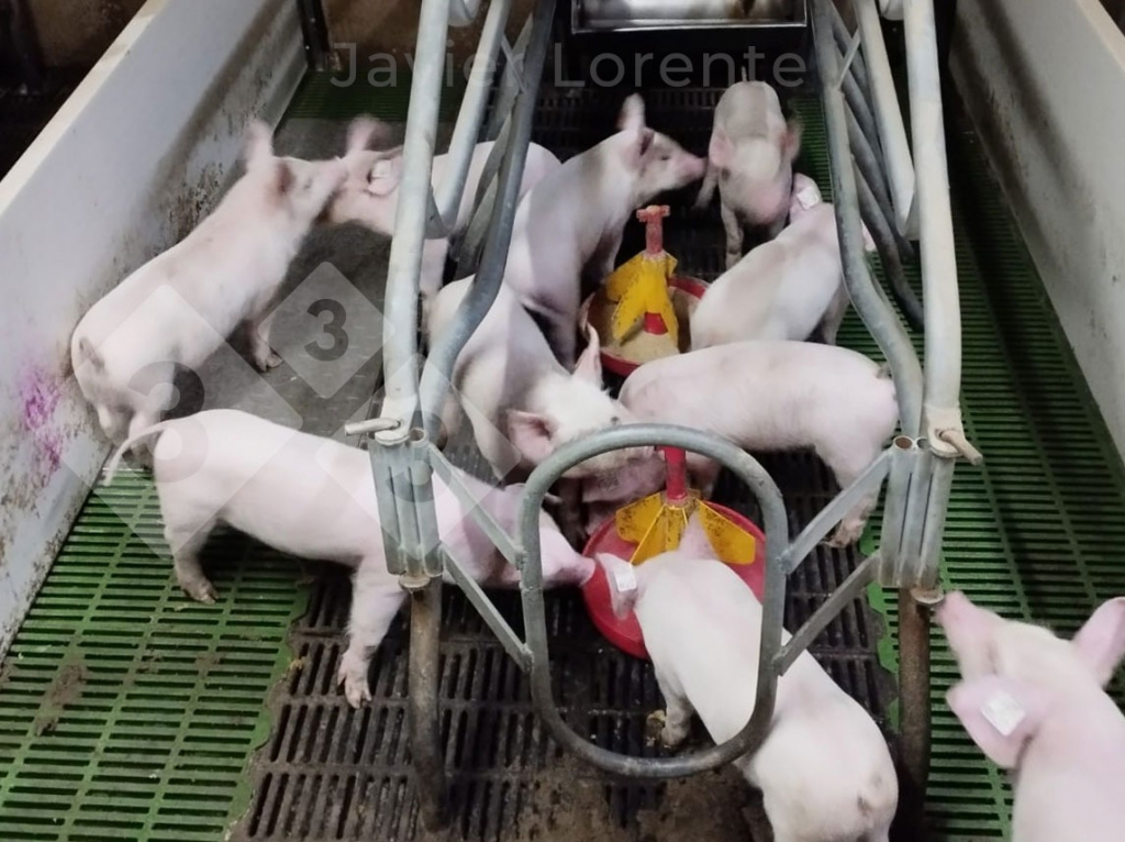 <p>Photo 5. Piglets in the farrowing room with feed and water available to reduce fasting times until weaning.</p>
