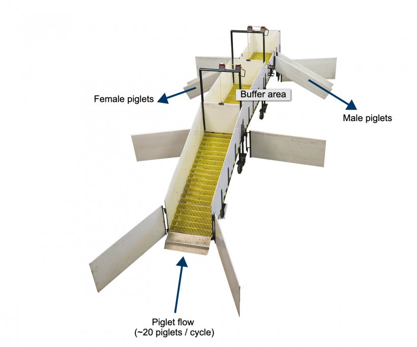 Figure 2. The fact that the ramp eliminates the need for employees to pick up piglets reduces stress both in the animals and in the farm staff, improving working conditions.