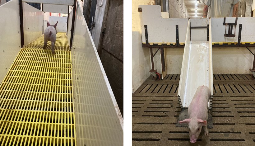 Figure 1. Piglets enter the ramp in the aisle and exit by sex via slides on either side.