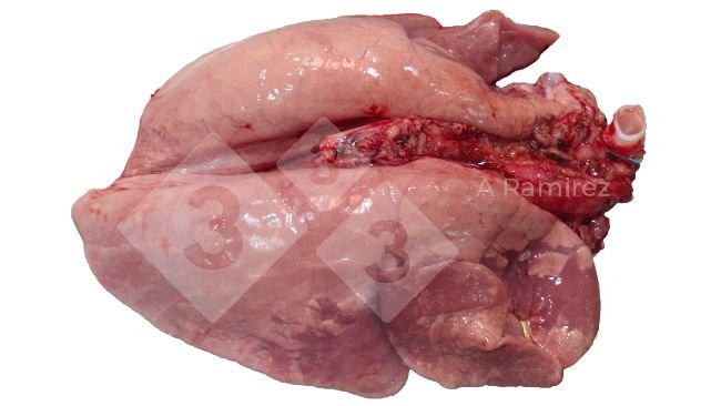 Figure 1. Cranioventral lung consolidation often found in uncomplicated influenza A infections. These lesions are similar to those caused by Mycoplasma hyopneumoniae.
