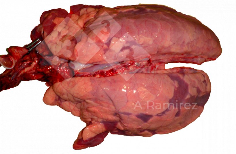 Figure 2: Influenza A infection as a patchy and diffuse presentation with slight interlobular edema.
