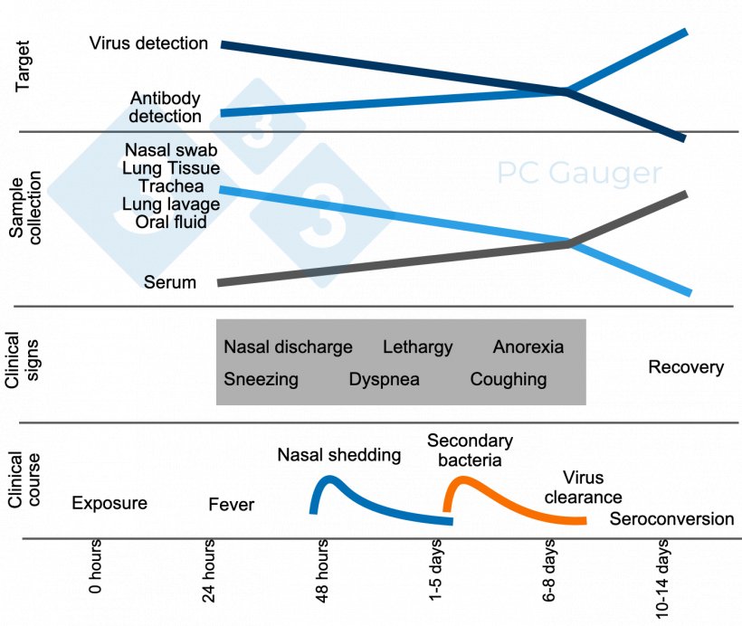 Figure 1. Targeted sample collection for direct or indirect detection and diagnosis of influenza A virus infection in swine. Sample collection for direct detection should occur during viral shedding early in the course of clinical disease. Indirect detection for influenza antibody should occur after viral clearance and target the immune response to infection.
