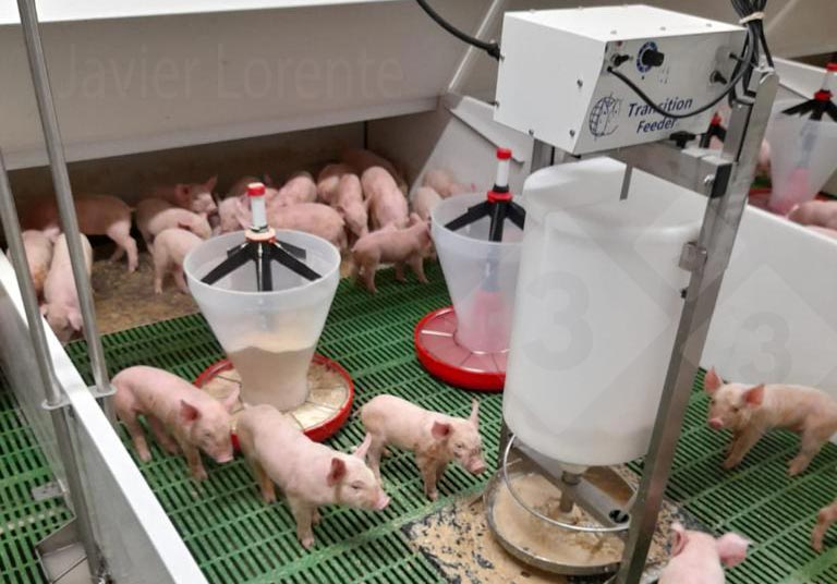 Photo 9. Gruel system and milk dishes for the smallest or weakest piglets.
