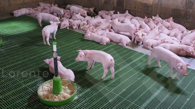 Photo 3. Above: Piglets resting properly. Below: Insufficient heat lamp.