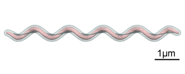 Graphic demonstrating the spirochetal shape of Brachyspira spp
