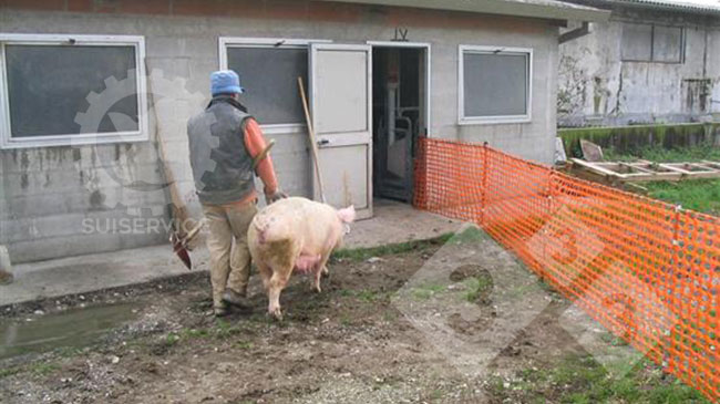 A single worker can easily move the sows, as he/she only has to watch one side of the path.

