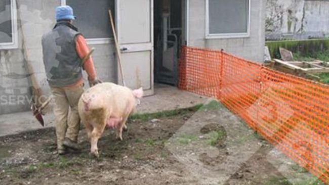 A single worker can easily move the sows, as he/she only has to watch one side of the path.
