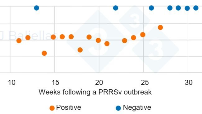 Figure&nbsp;1. Evolution of PCR Ct values in the weeks following a&nbsp;PRRS outbreak.
