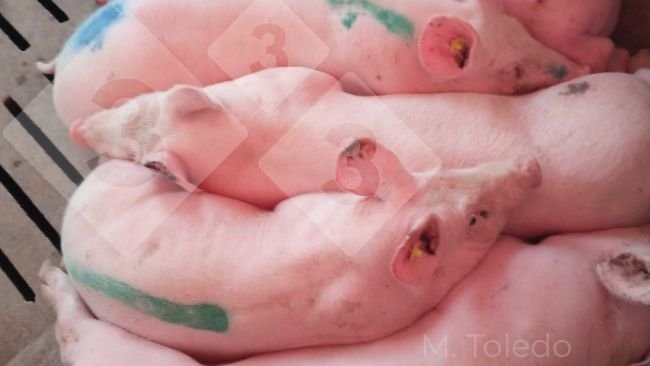 Photo 3. Pigs in the barn with fever.