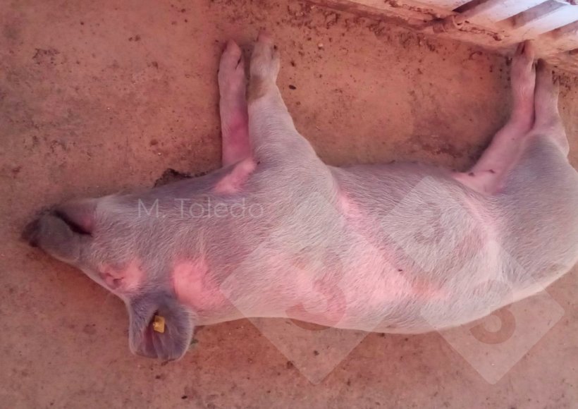 Photo 2. Pig with cyanosis.
