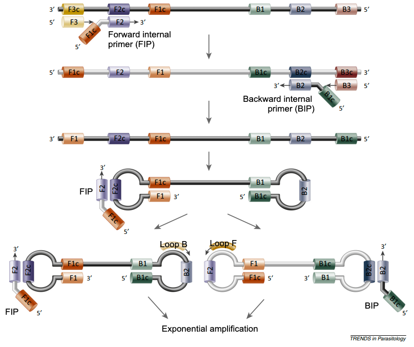 Figure 2. DNA Loop formation in the LAMP polymerase reaction. Source:&nbsp;Alhassan et al. 2015.
