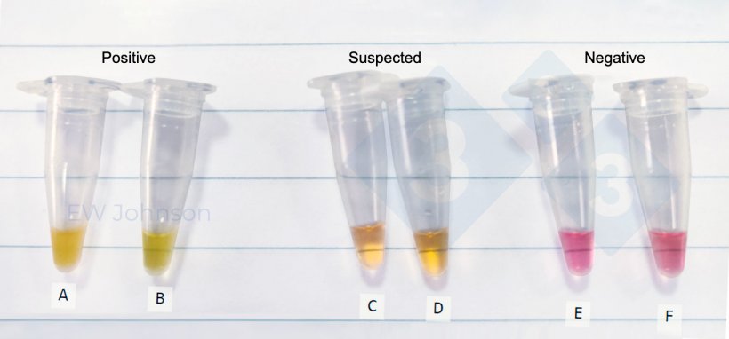 Figure 3.&nbsp;Microcentrifuge tubes from an on-site test of the LAMP method in an ASF case. A:&nbsp;spleen from dead sow,&nbsp;B:&nbsp;oral fluids from same sow as A,&nbsp;others: suspect and negative oral fluids.
