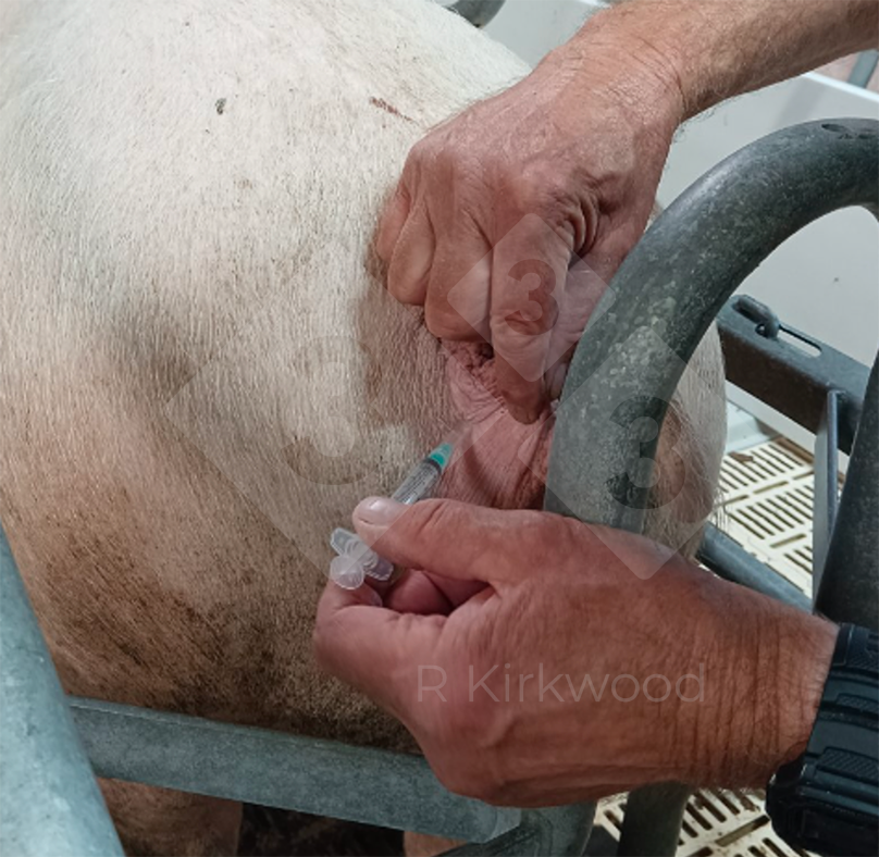 Photo 1. Injection on the vulva.