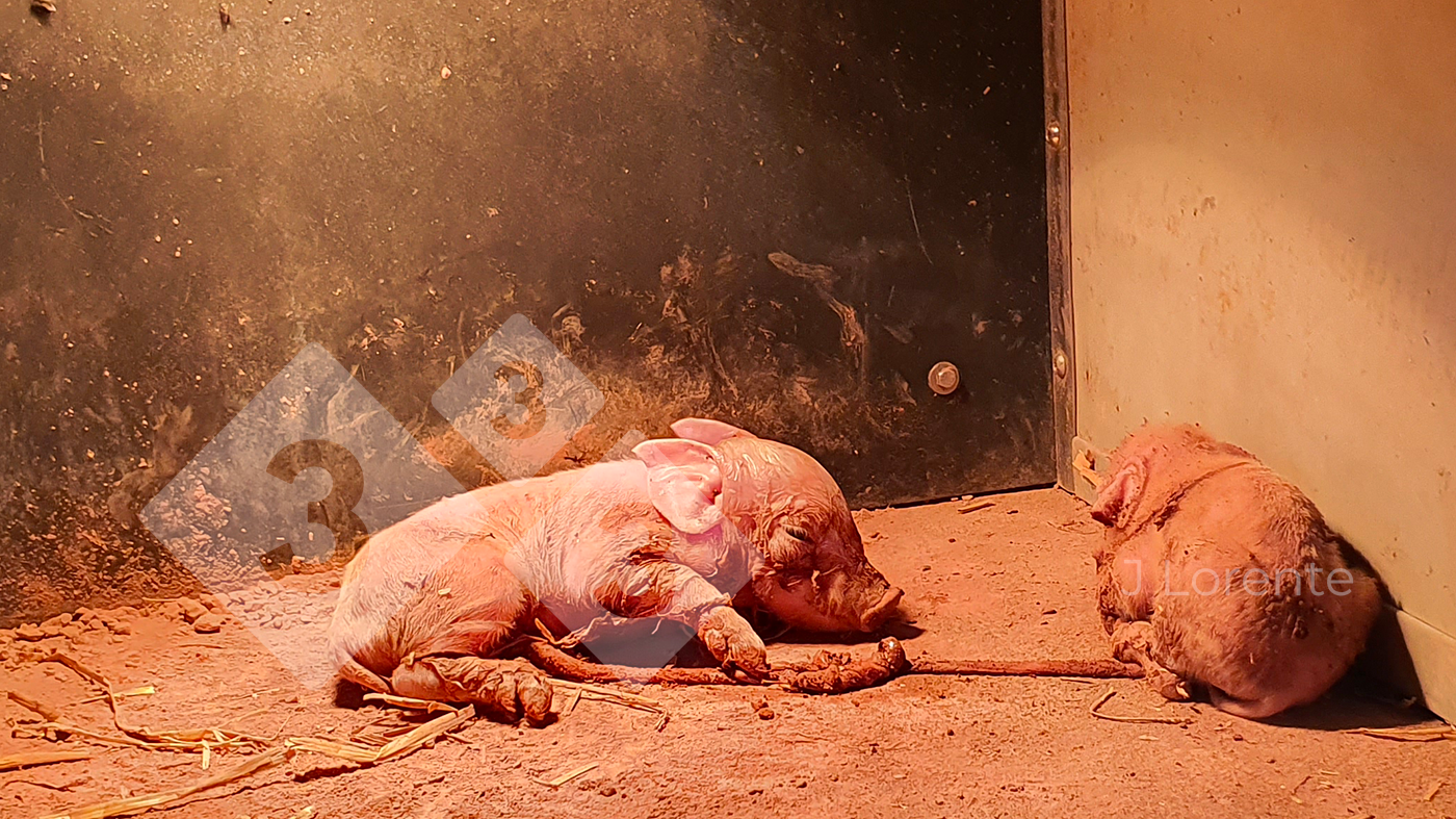 <p>Figure&nbsp;4. Piglets in the nest with drying powder.</p>
