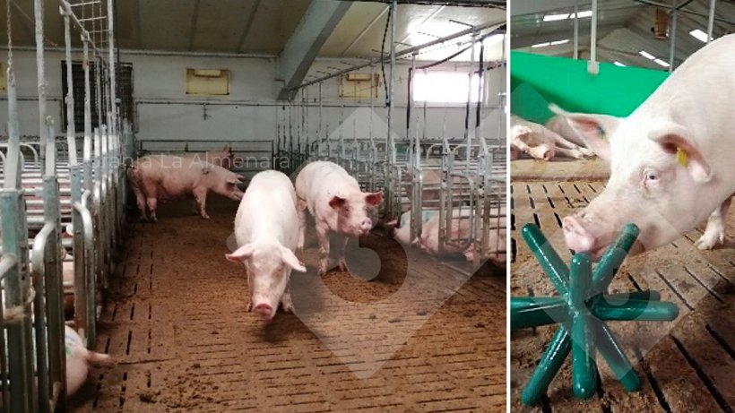 Photo 5 (left): Mate and release area with auto-capture stalls.&nbsp;Photo 6 (right): Sows have access to a variety of enrichment materials.
