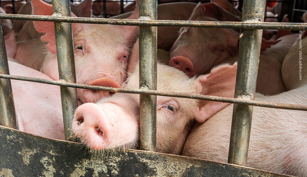 EU the Court of Auditors questions the rules for transporting animals