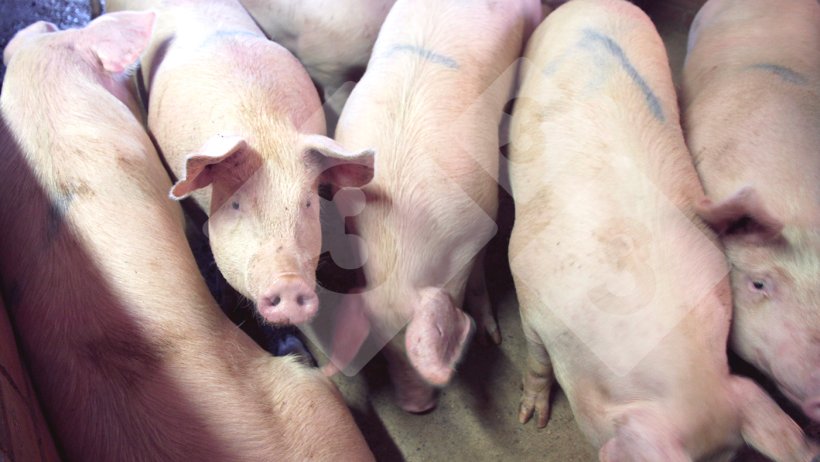 Figure 1. Grow-finish pigs.
