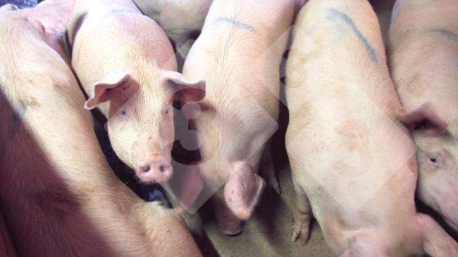 Figure 1. Grow-finish pigs.