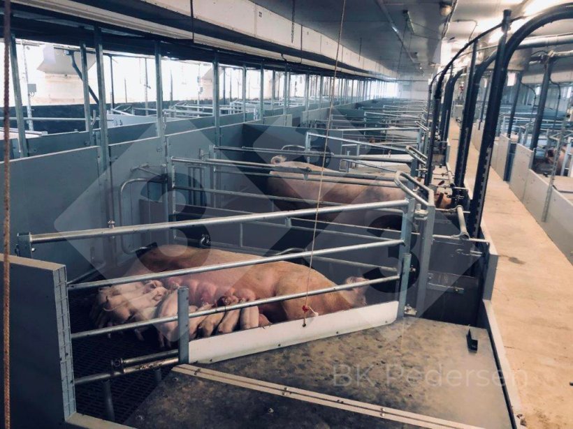 Figure 1. Germany farrowing pens.
