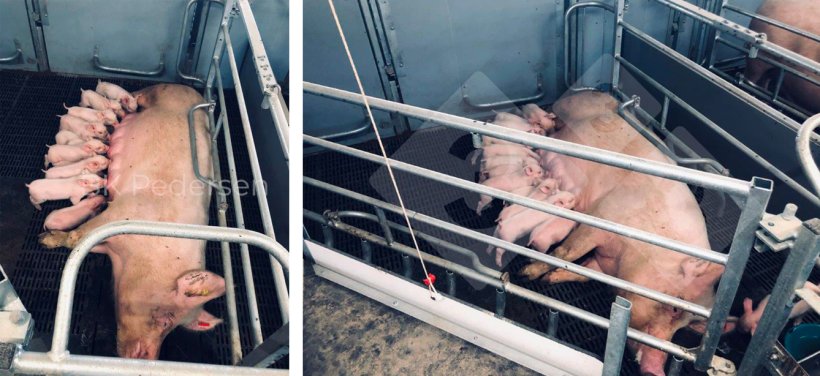 Figure 3. German farrowing pens.
