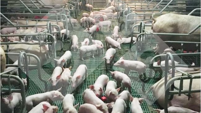 Figure 1. A group of piglets socializing in the farrowing room.