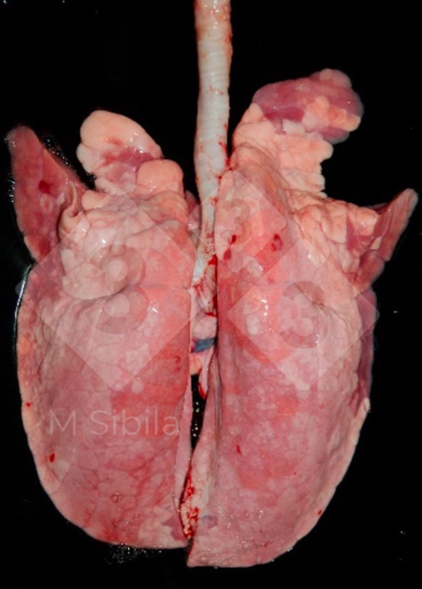 Figure 1. Dorsal vision of a lung showing cranio-ventral pulmonary consolidation (CVPC) lesions caused by M. hyopneumoniae.&nbsp;
