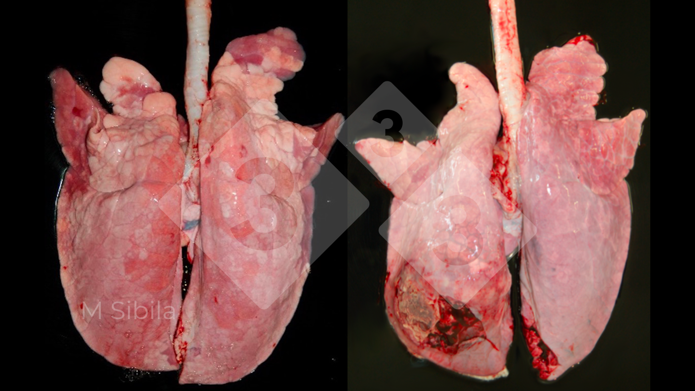 Find out how to overview pulmonary lesions in pigs – Articles