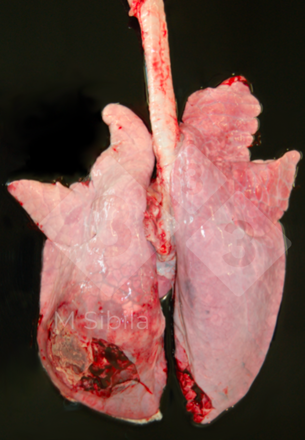 Figure 2.&nbsp;Lung showing a dorso-caudal unilateral, fibrinous-fibrous pleuritis.
