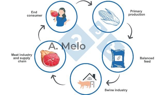 Graph 1. The food chain from primary production to the end consumer's table.