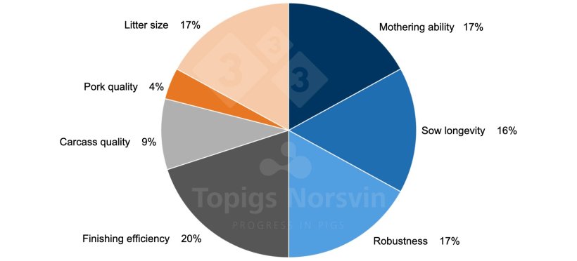Figure 1. The 2023 selection target for TN70 includes 41 different traits. The selection objective reflects the vision for the TN70 as a highly self-sufficient hyperprolific sow that is set apart by her increased mothering ability and robustness.