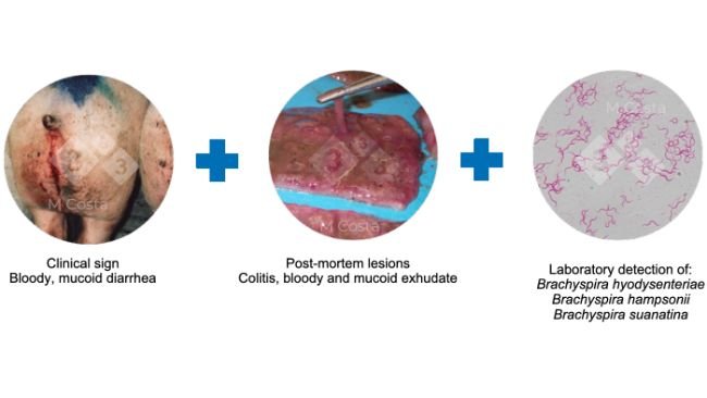 Figure 2. Triad of evidence suggested to confirm the diagnosis of swine dysentery in a given herd. 