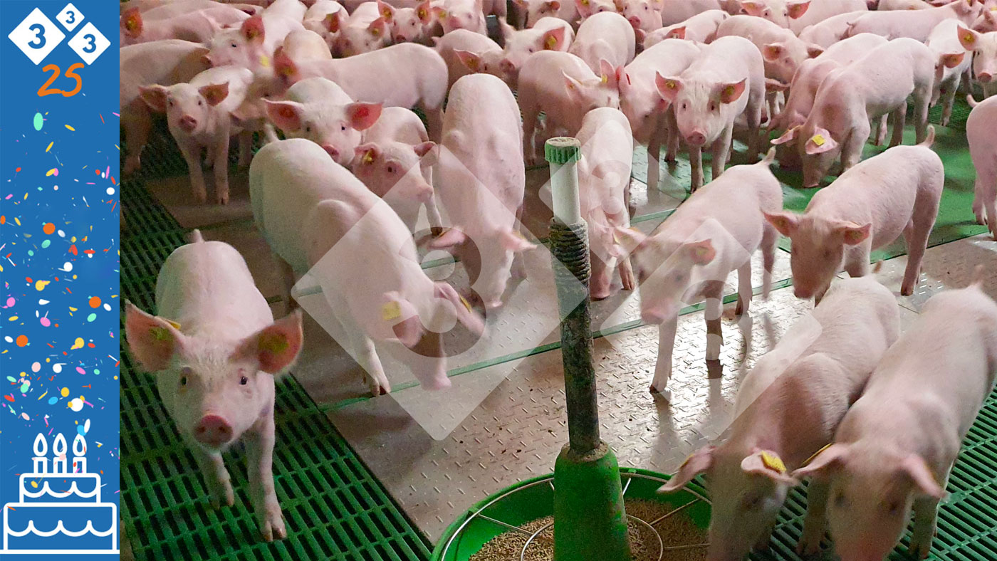 What’s the easiest age for weaning piglets? – Articles