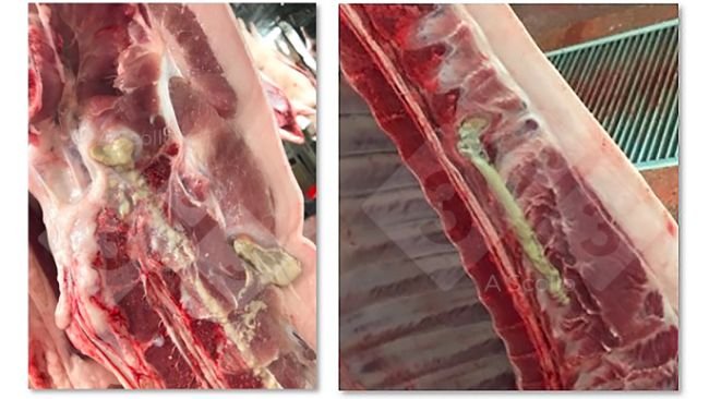 Spinal abscess in finishing pigs