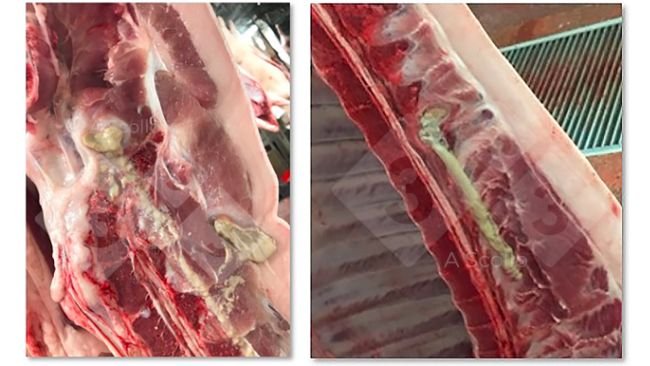 Spinal abscess in finishing&nbsp;pigs
