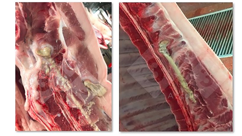 Spinal abscess in finishing pigs