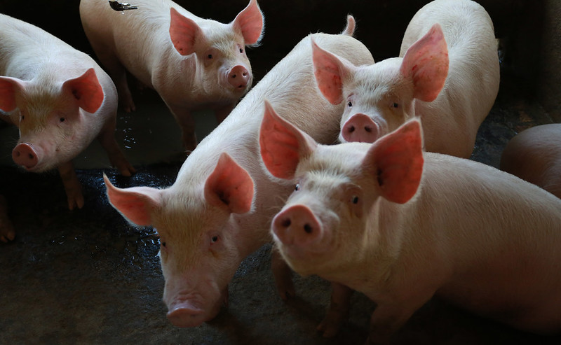 Report-breaking beef exports for Santa Catarina, Brazil – Swine information