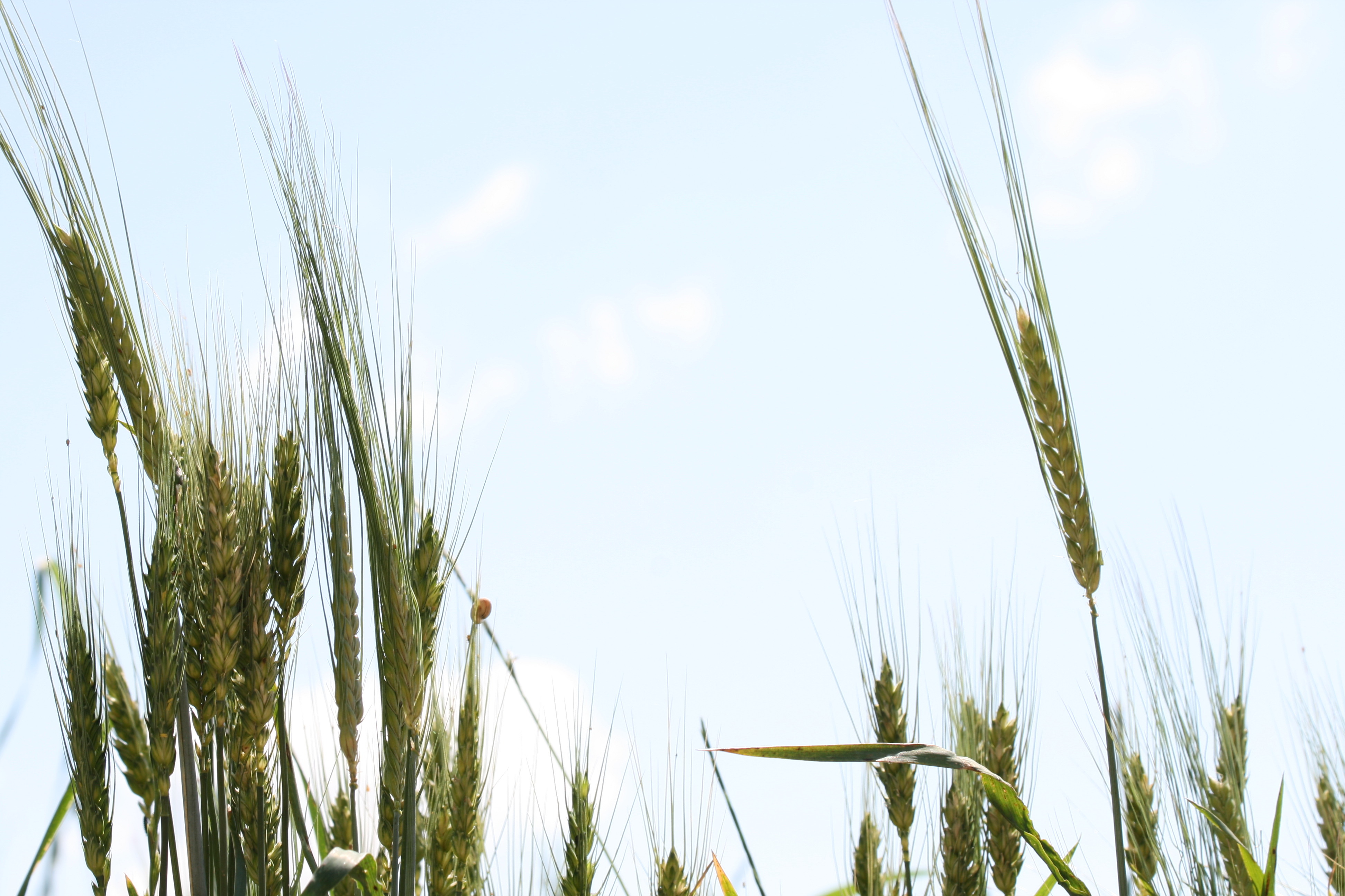 Russia suspends Black Sea Grain Initiative – Swine information