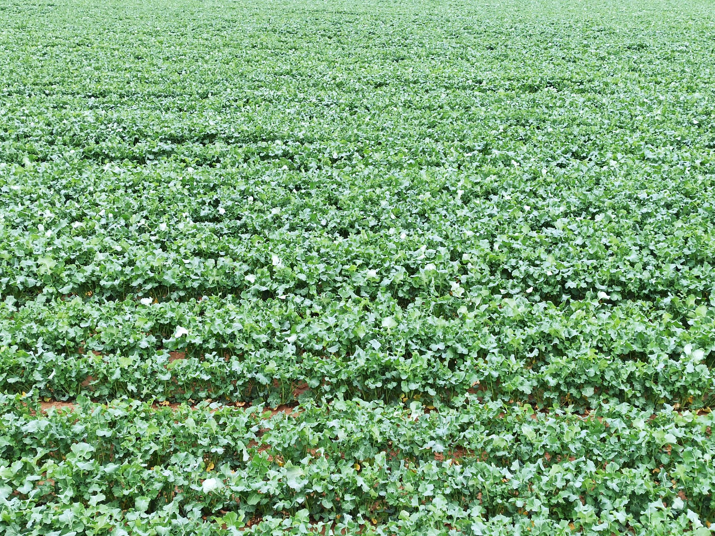 EU grain and oilseed manufacturing may just building up in 2023/24 – Swine information