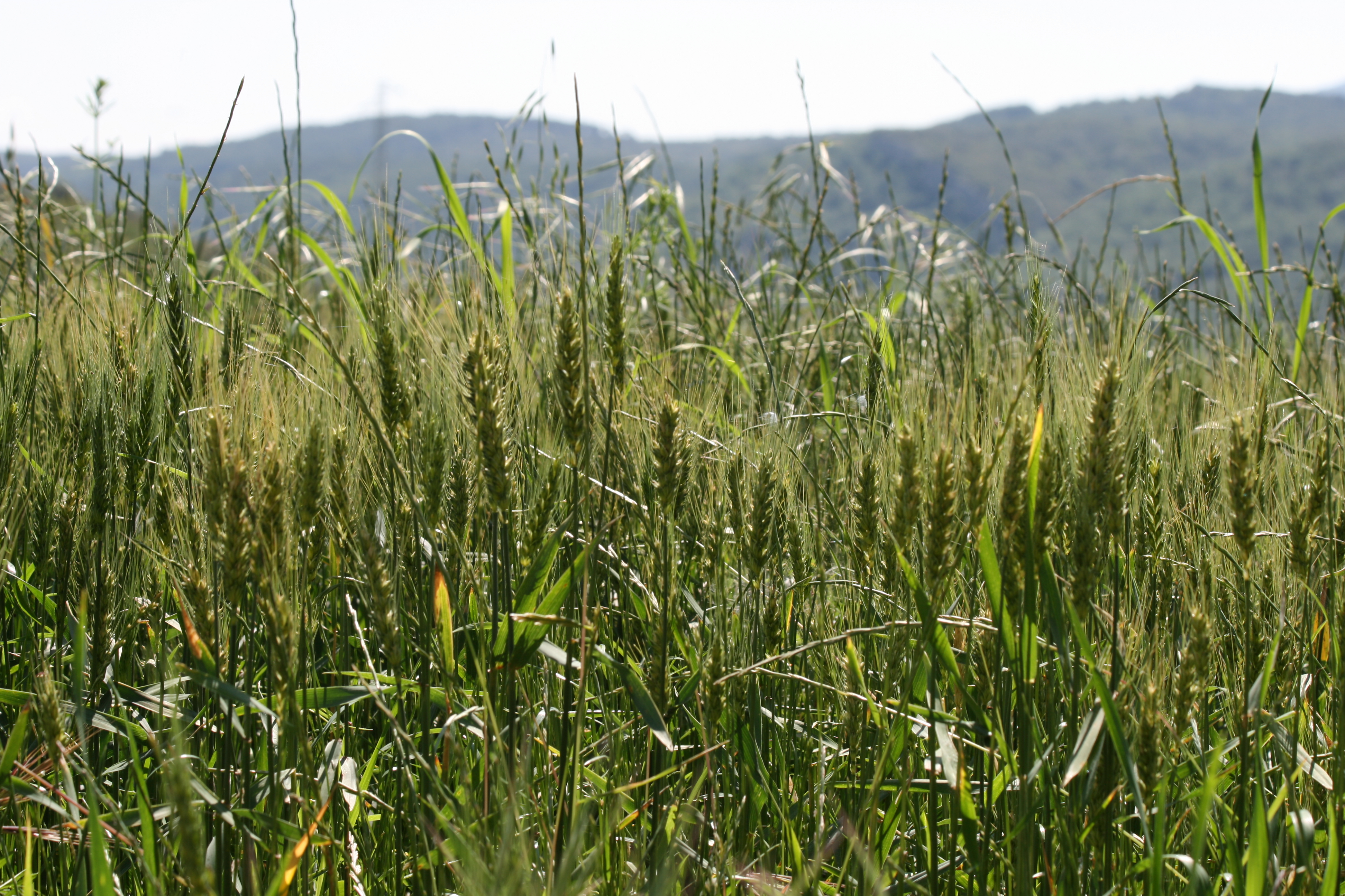 China’s summer time grain manufacturing up rather – Swine information