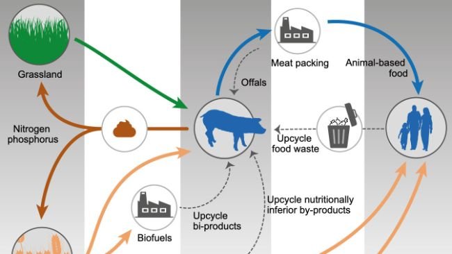 Adapted from Shurson and Urriola 2022.