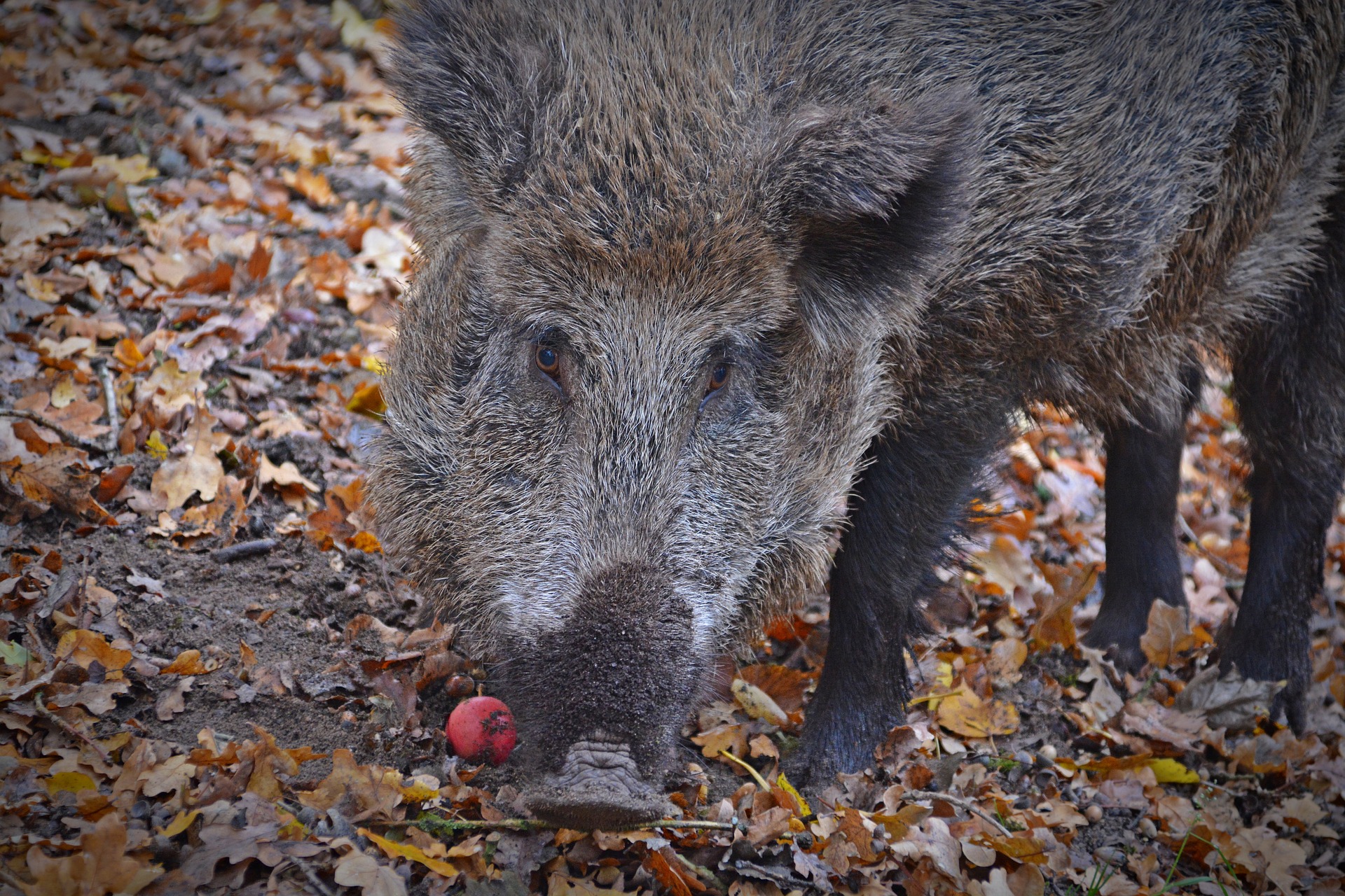 Wild boar inhabitants to be quantified in Spain – Swine information
