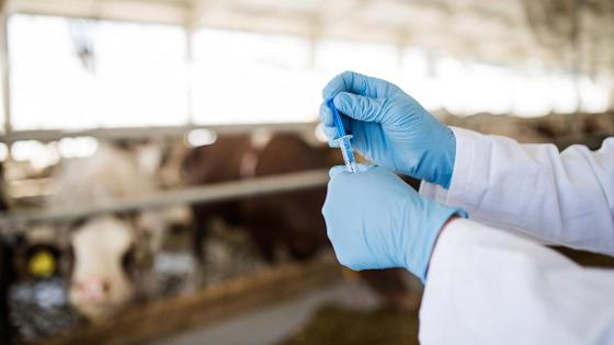 Germany’s antibiotic use in veterinary medication diminished in 2022 – Swine information