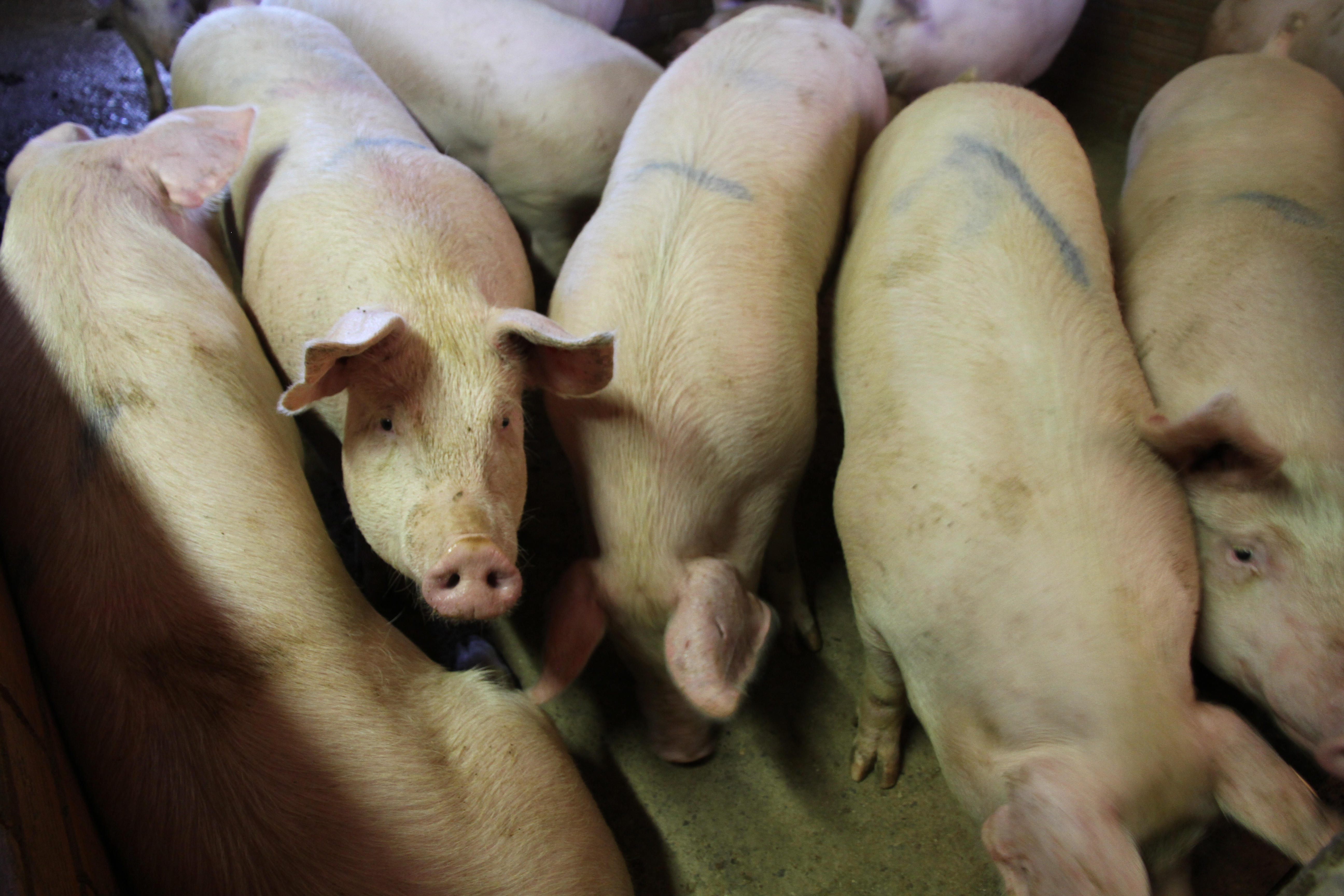 Свинки хср. Репродуктивно-респираторный синдром свиней (РРСС). Свинка зеленая нам не нужна.