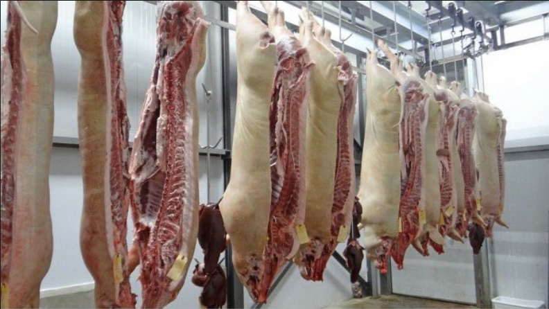 Video surveillance in slaughterhouses now required by means of legislation in Spain – Swine information